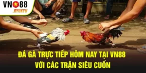 đá gà trực tiếp hôm nay